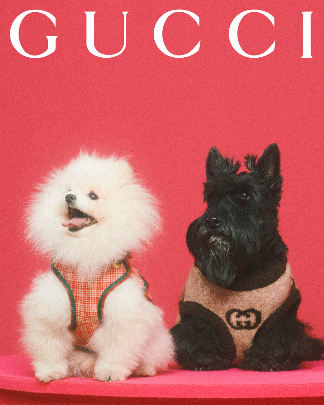 gucci-gucci-pets-photography-itsnicethat12.jpg