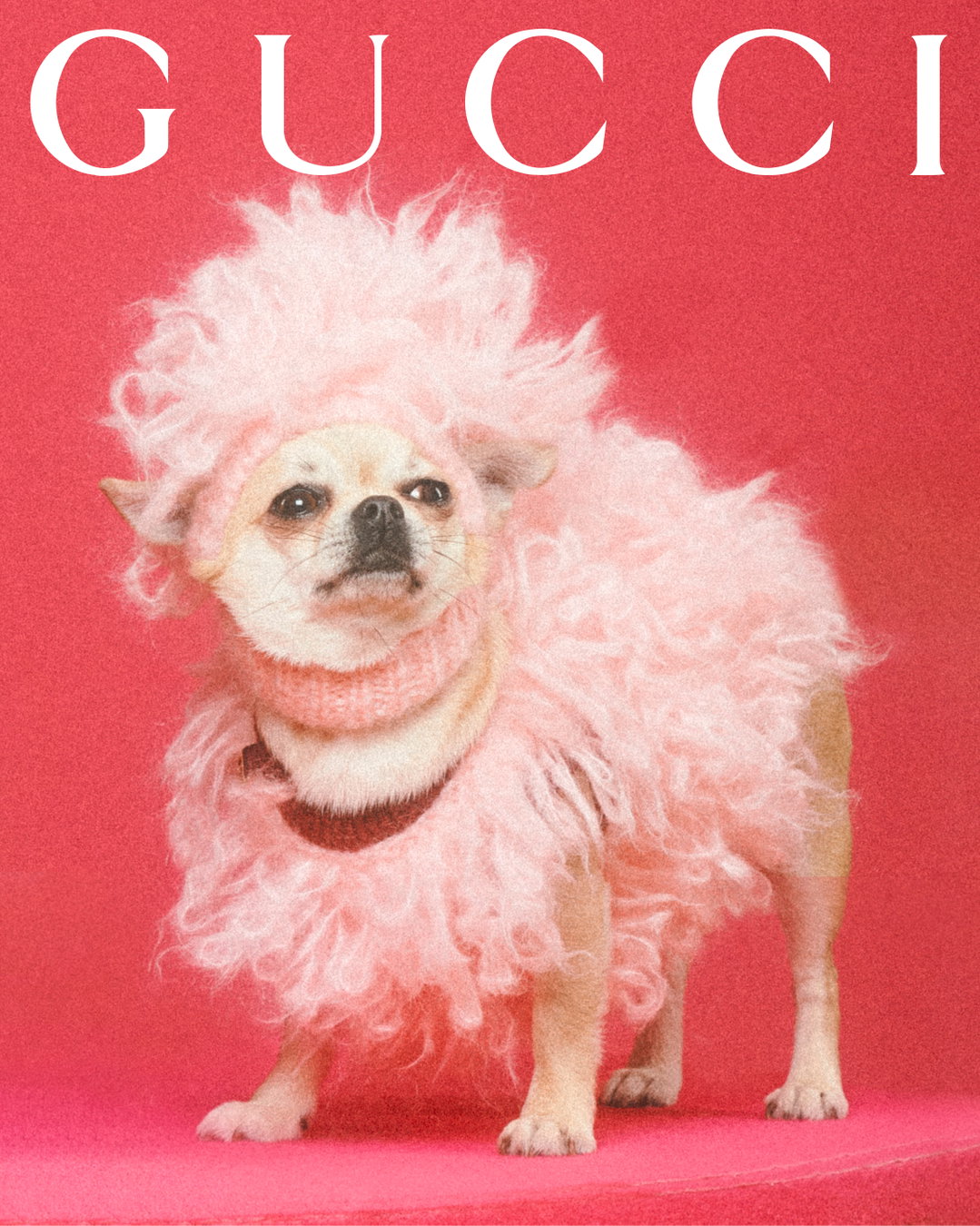 Gucci for pets lands with adorable portraits from Max Siedentopf