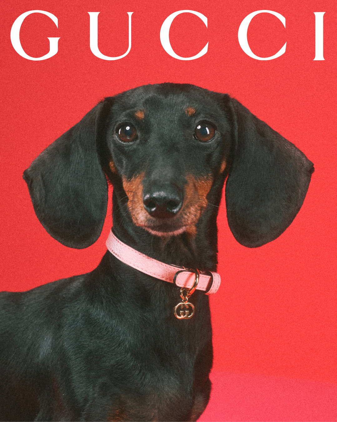 gucci-gucci-pets-photography-itsnicethat14.jpg