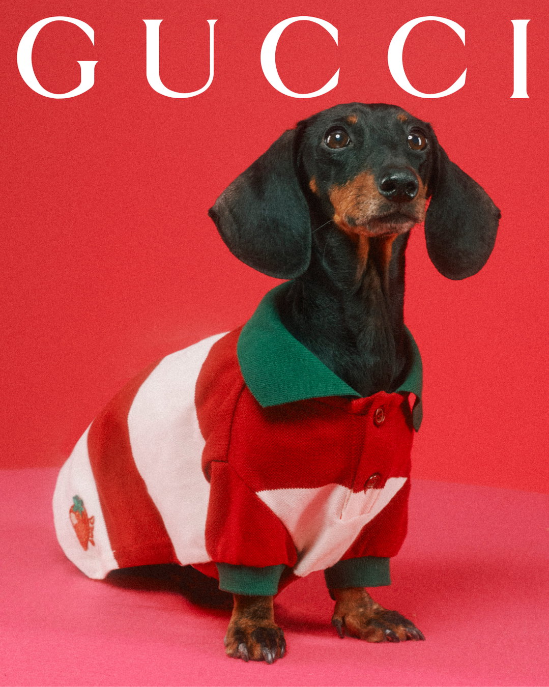 gucci-gucci-pets-photography-itsnicethat15.jpg