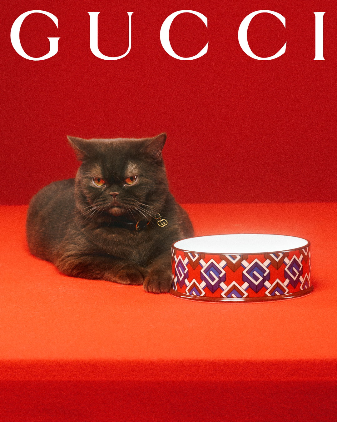 gucci-gucci-pets-photography-itsnicethat19.jpg