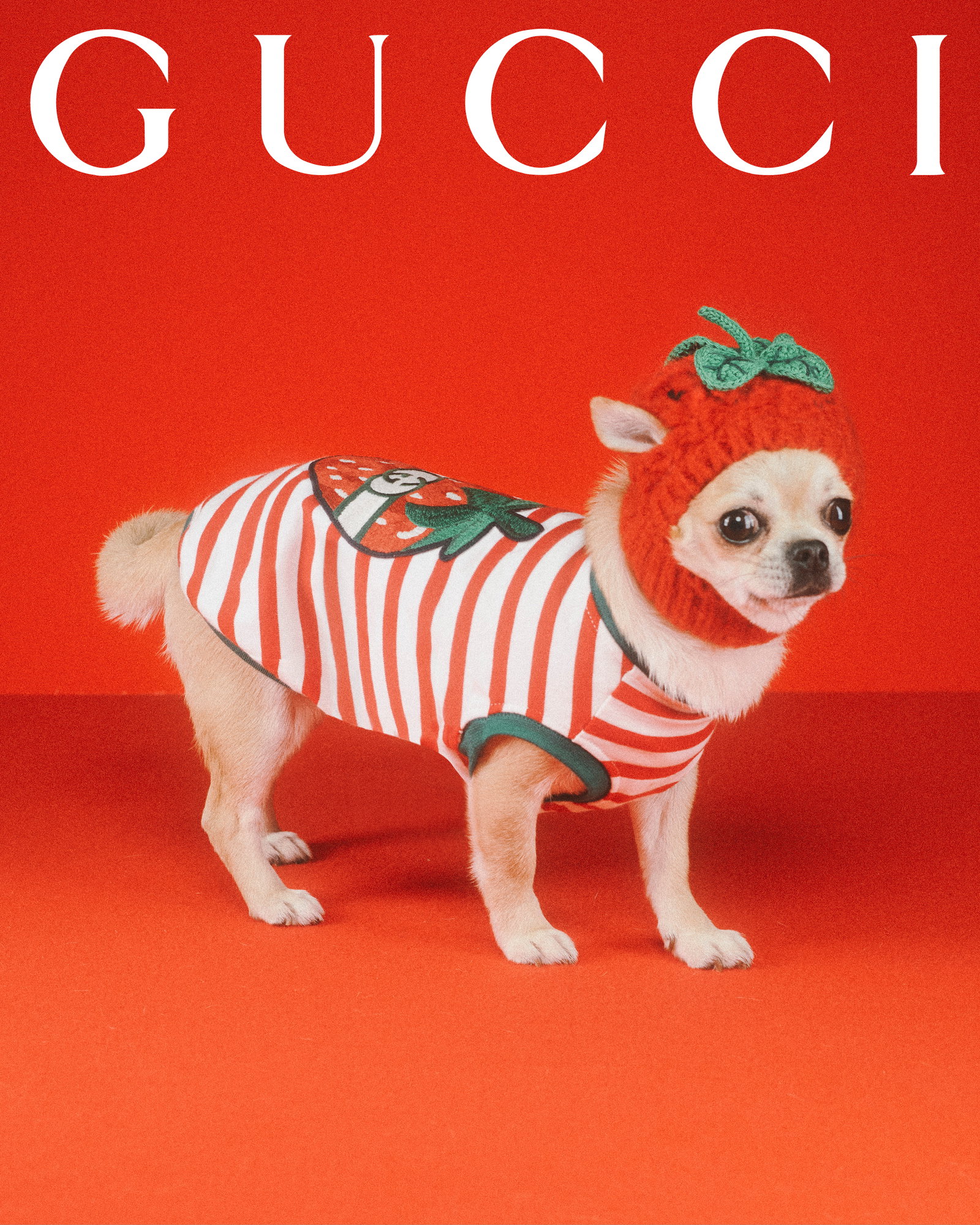 Gucci for pets lands with adorable portraits from Max Siedentopf