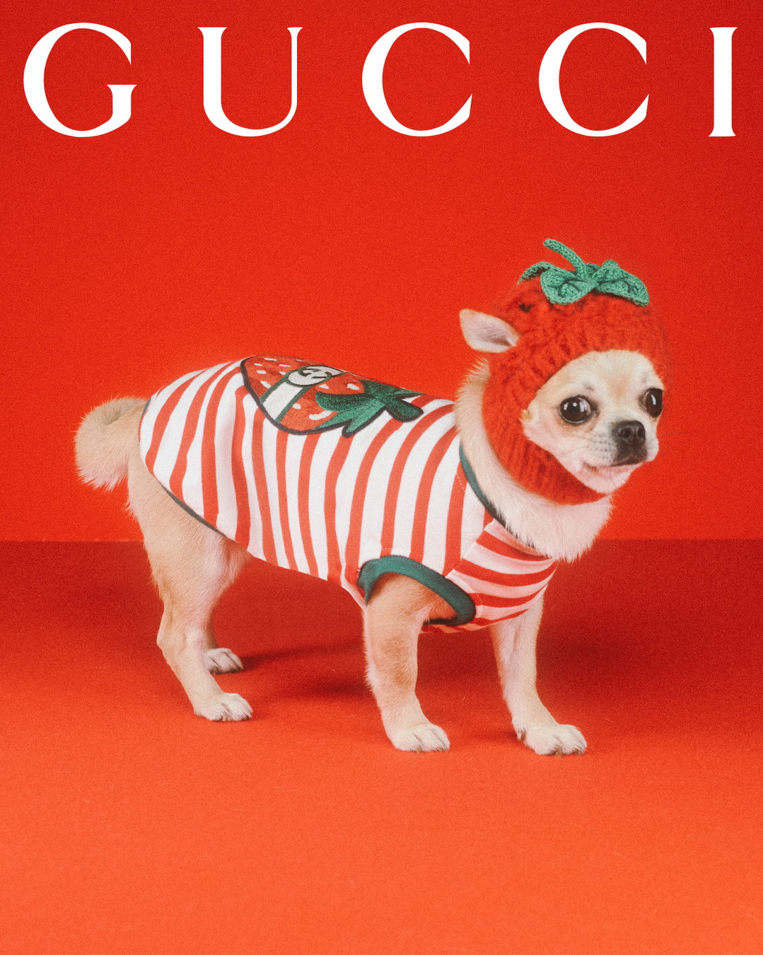 gucci-gucci-pets-photography-itsnicethat2.jpg