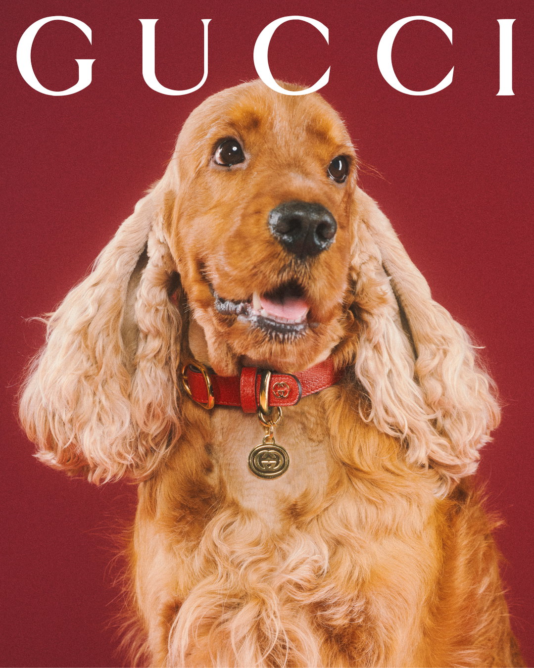 gucci-gucci-pets-photography-itsnicethat21.jpg
