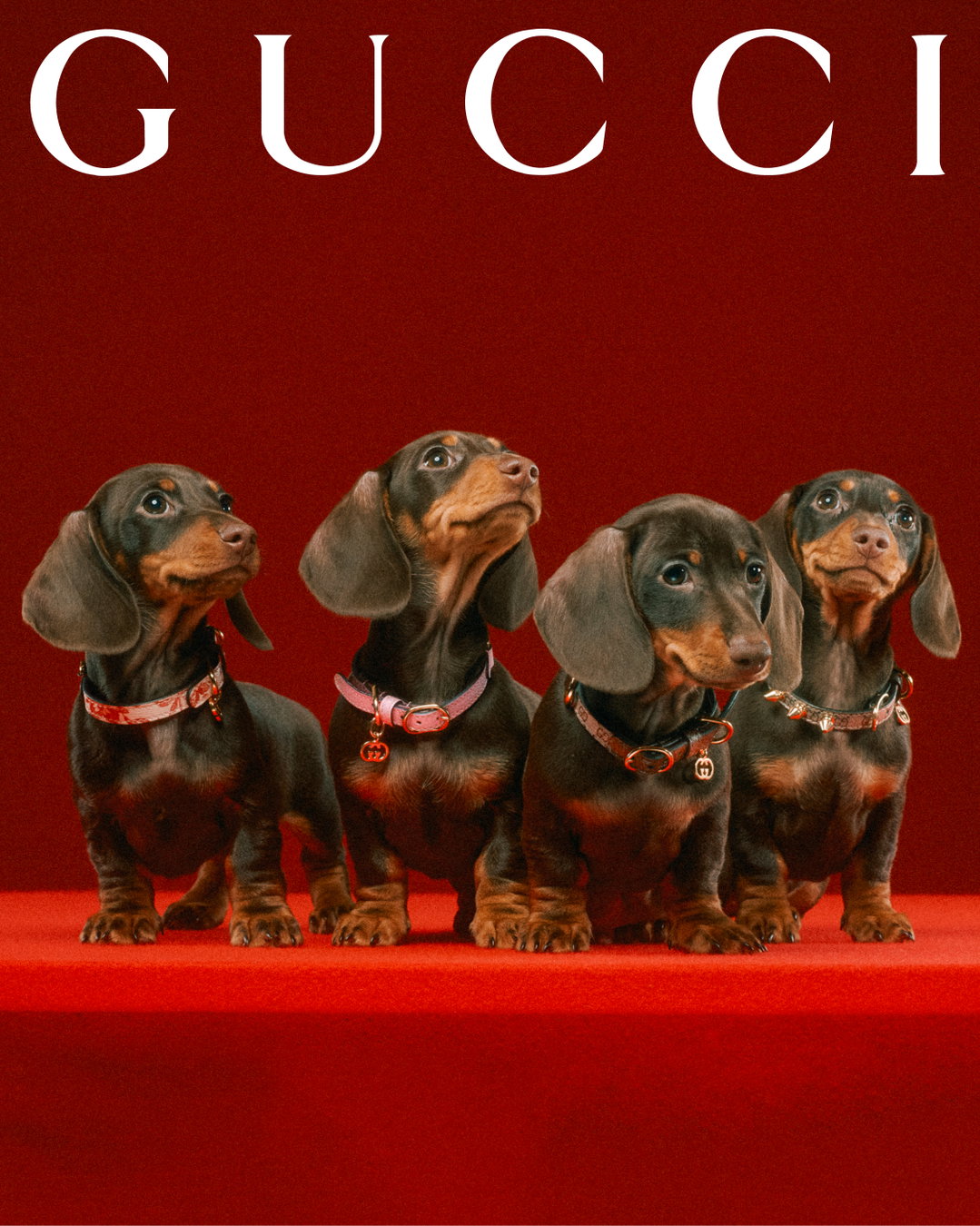 gucci-gucci-pets-photography-itsnicethat38.jpg