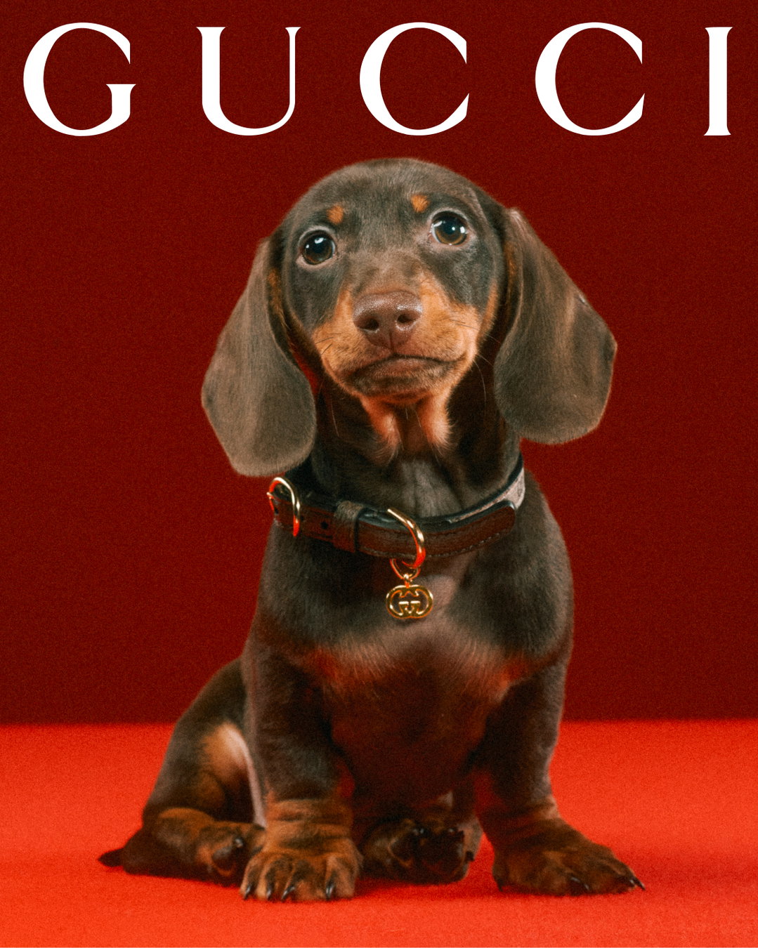 gucci-gucci-pets-photography-itsnicethat41.jpg
