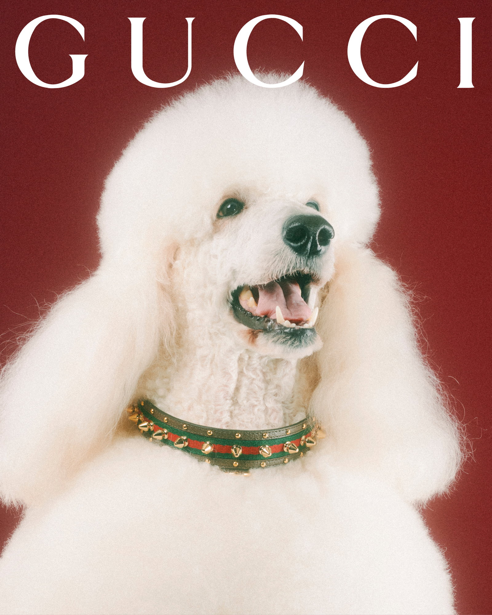 Gucci for pets lands with adorable portraits from Max Siedentopf