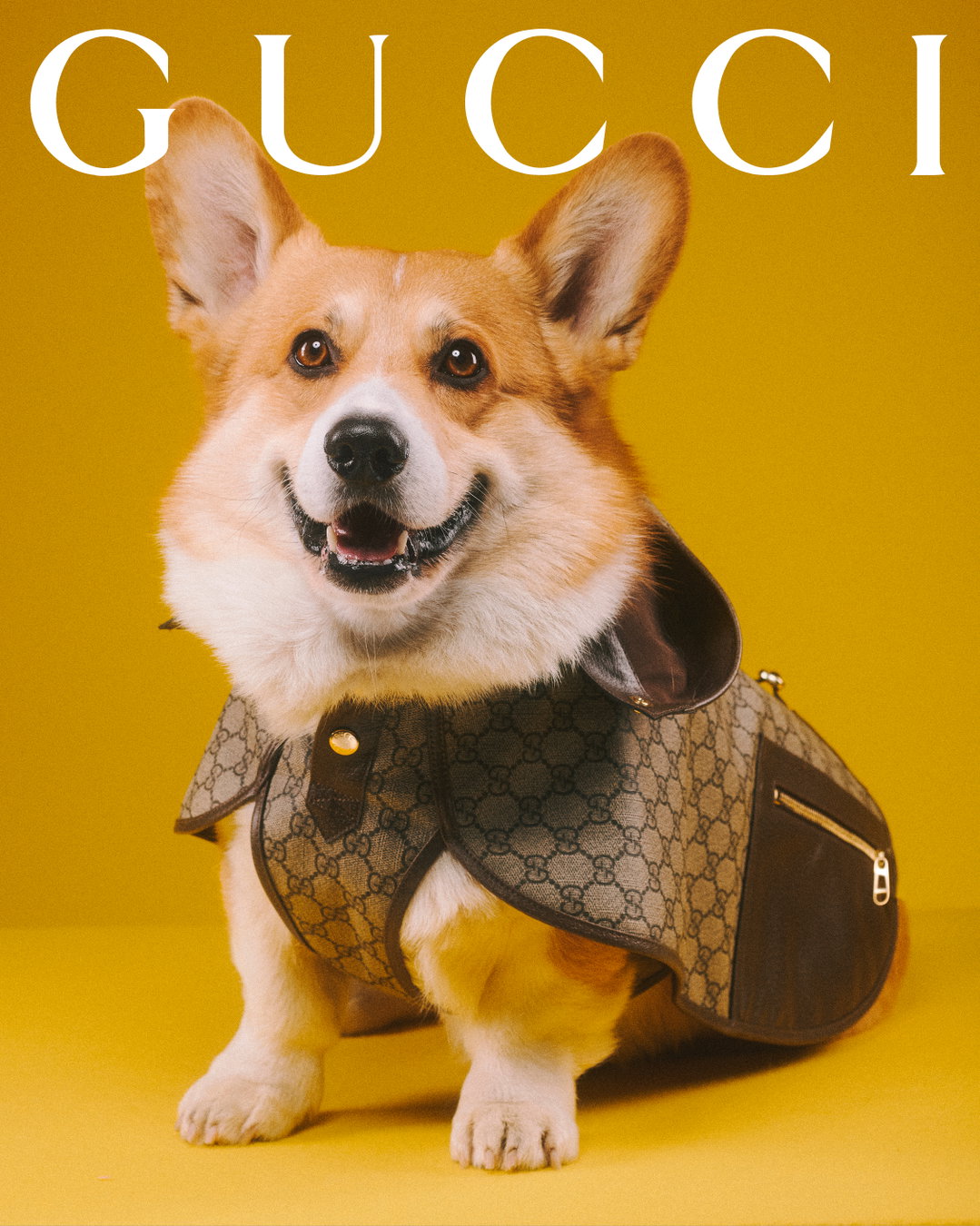gucci-gucci-pets-photography-itsnicethat7.jpg