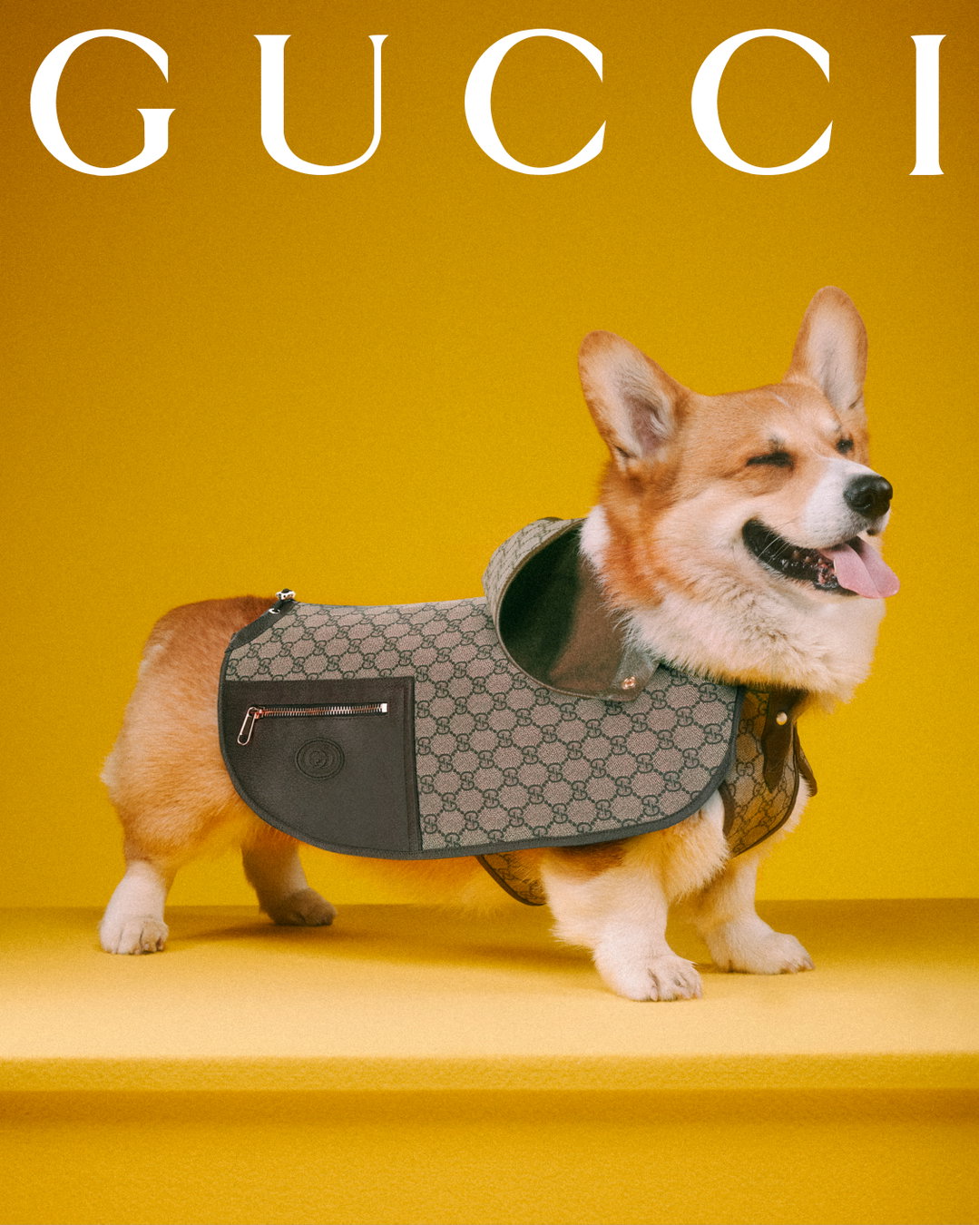 gucci-gucci-pets-photography-itsnicethat8.jpg