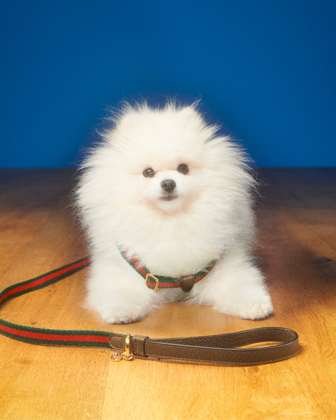 gucci-pets-photography-itsnicethat16.jpg
