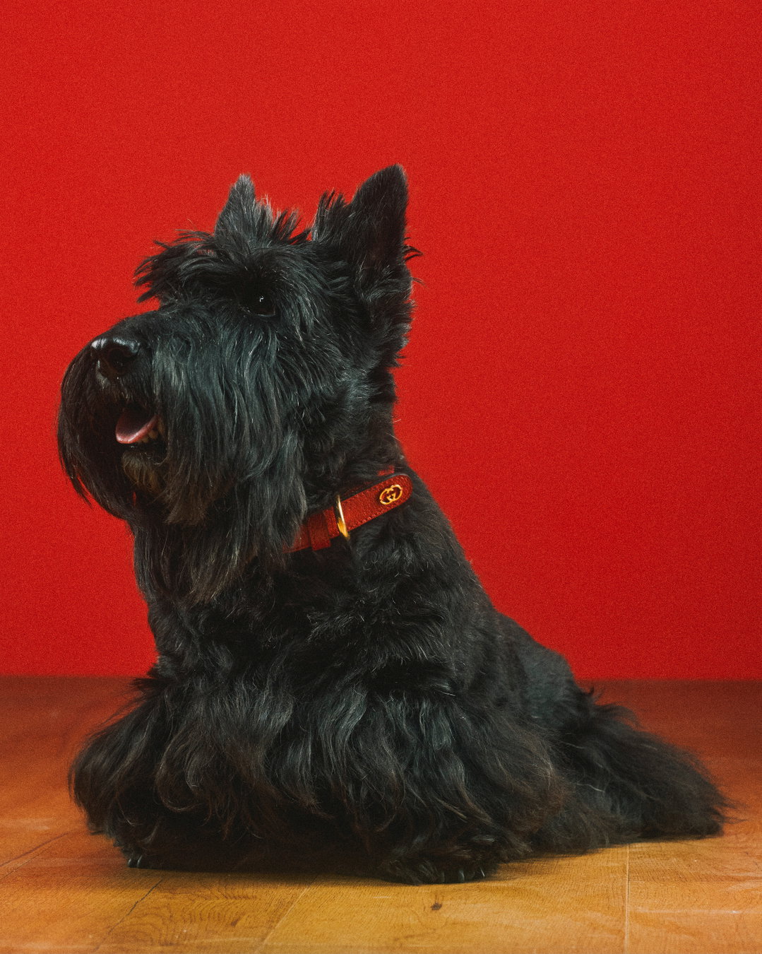 gucci-pets-photography-itsnicethat5.jpg