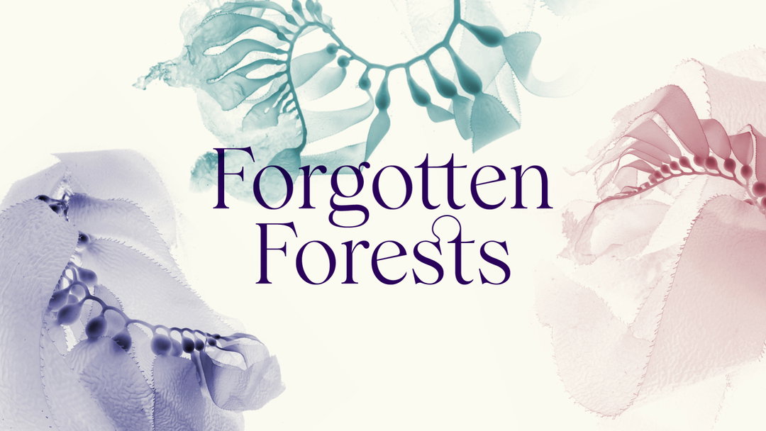 how and how forgotten forests graphic design itsnicethat 1.jpg