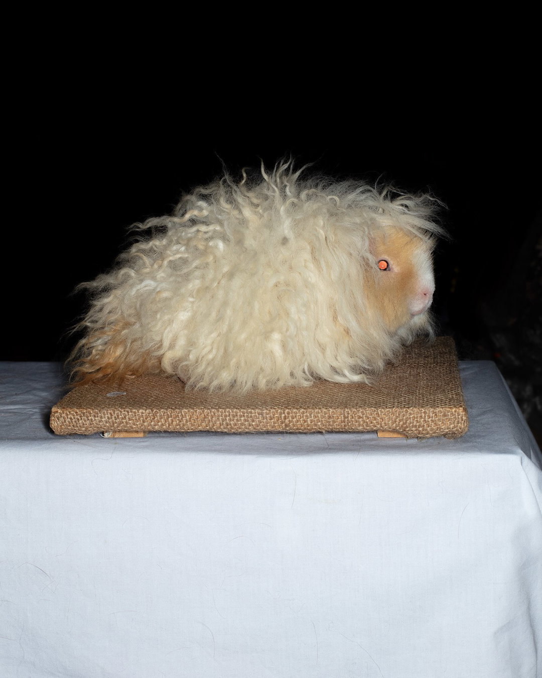 guinea-pig-feed