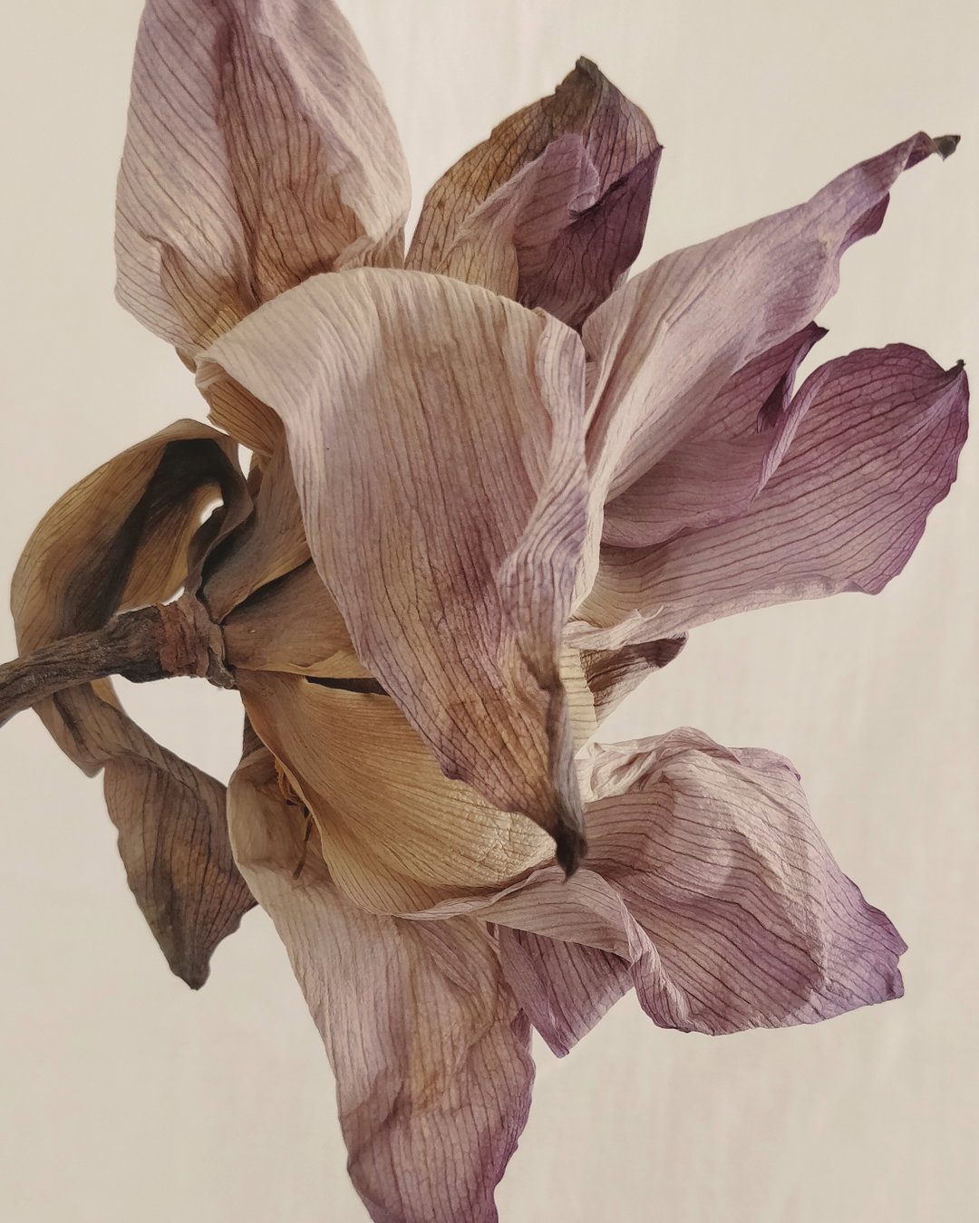 itsnicethat-Imdad Barbhuyan-2__Anatomy of a dried lotus_.jpg