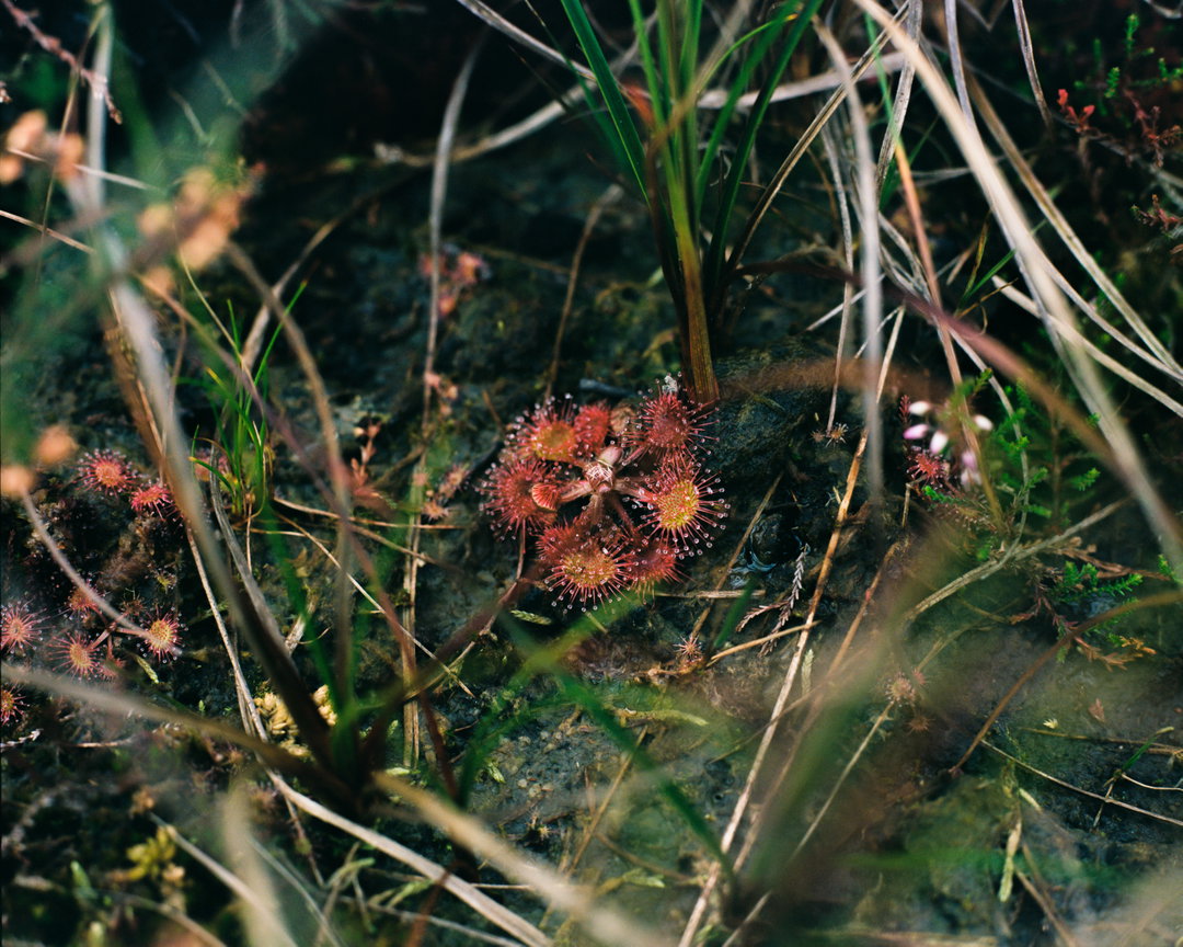 itsnicethat-JULIET_KLOTTRUP__©_2022MOSS_OF_MANY_LAYERS (3).jpg