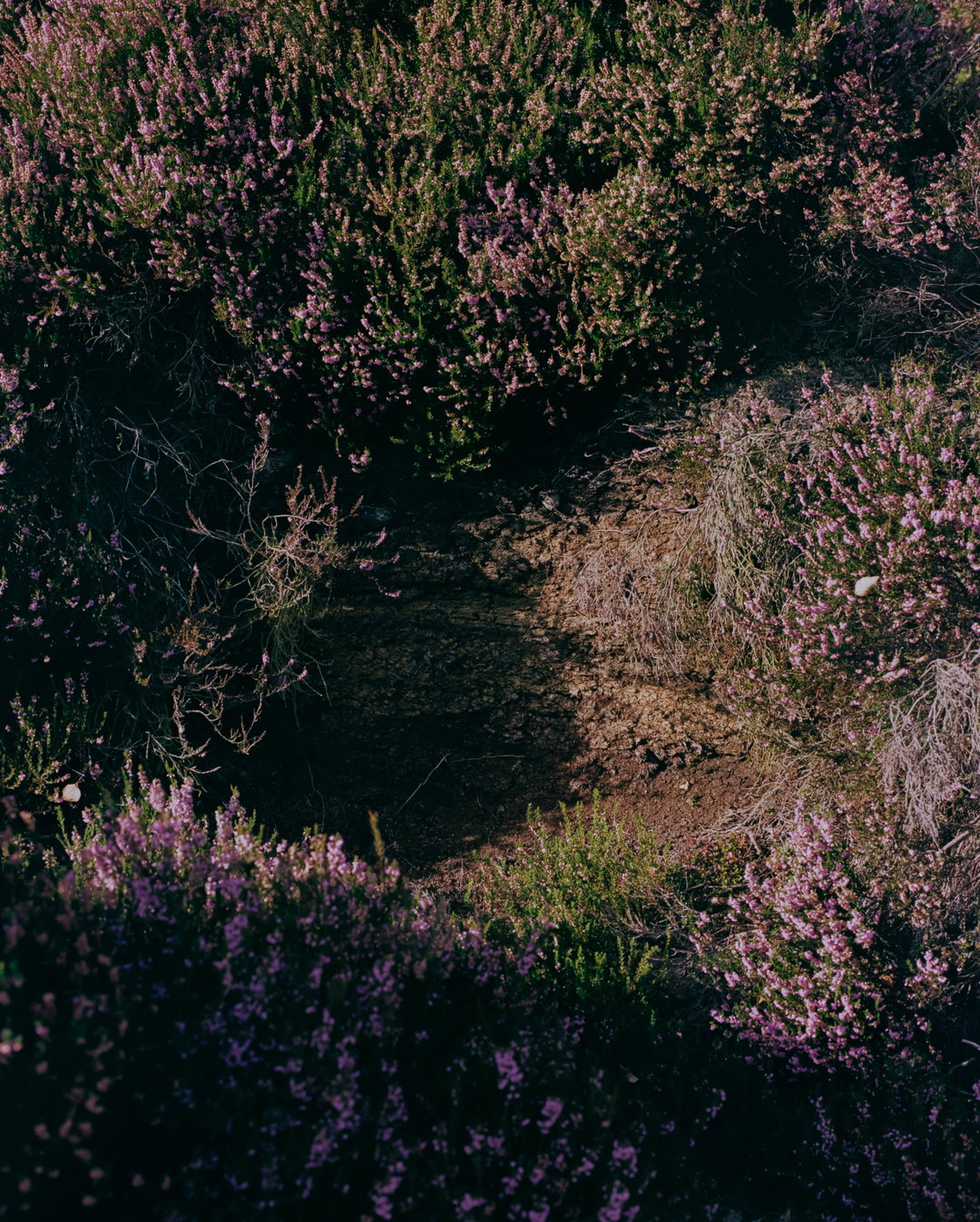 itsnicethat-JULIET_KLOTTRUP__©_2022MOSS_OF_MANY_LAYERS (4).jpg
