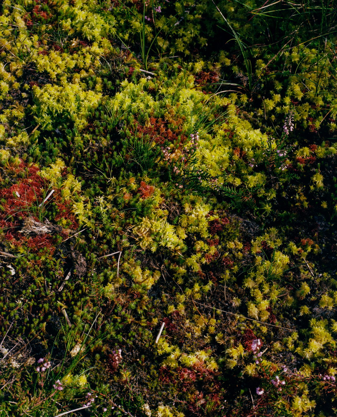 itsnicethat-JULIET_KLOTTRUP__©_2022MOSS_OF_MANY_LAYERS (5).jpg