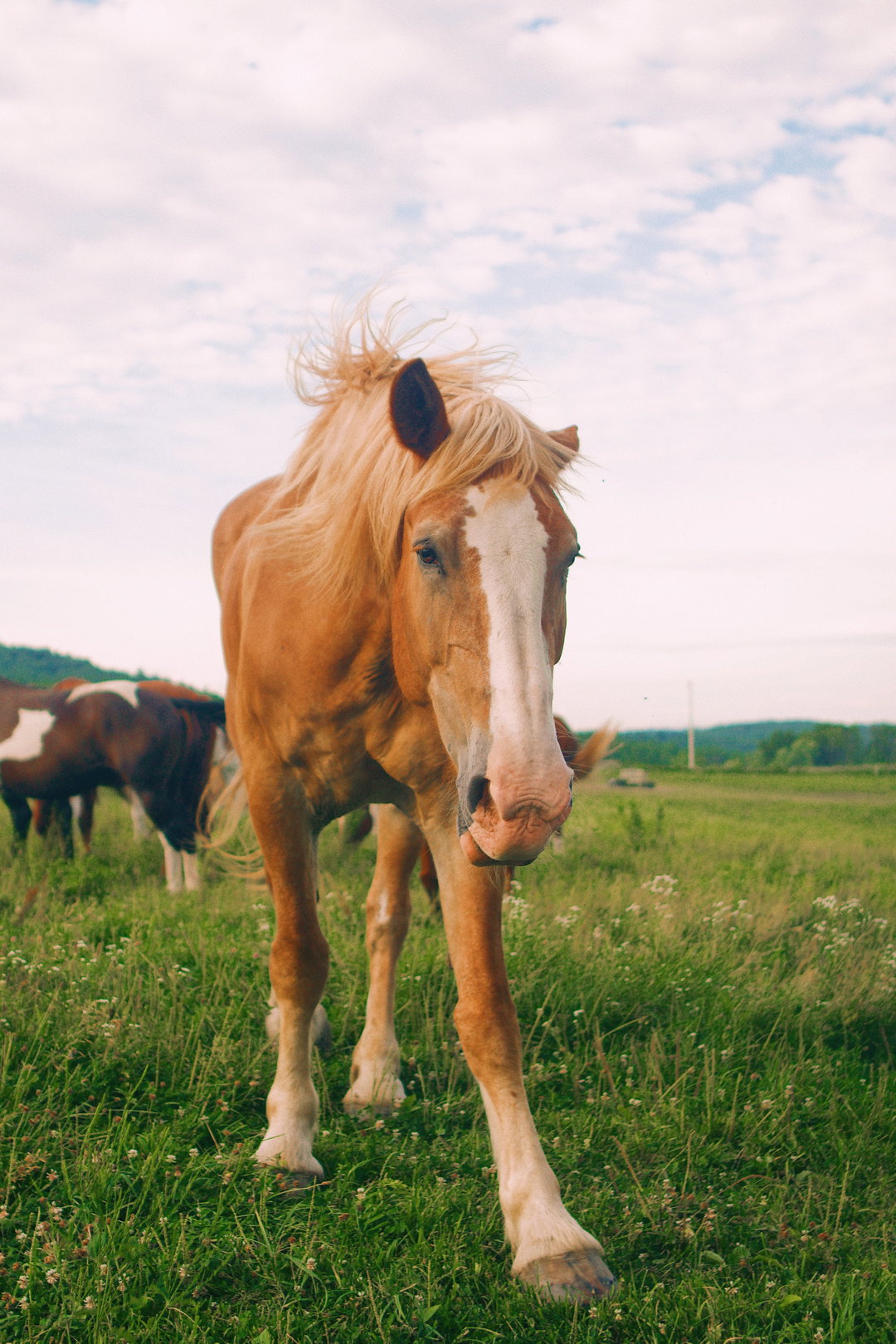 itsnicethat-Jake_horse-leo-xander.jpeg