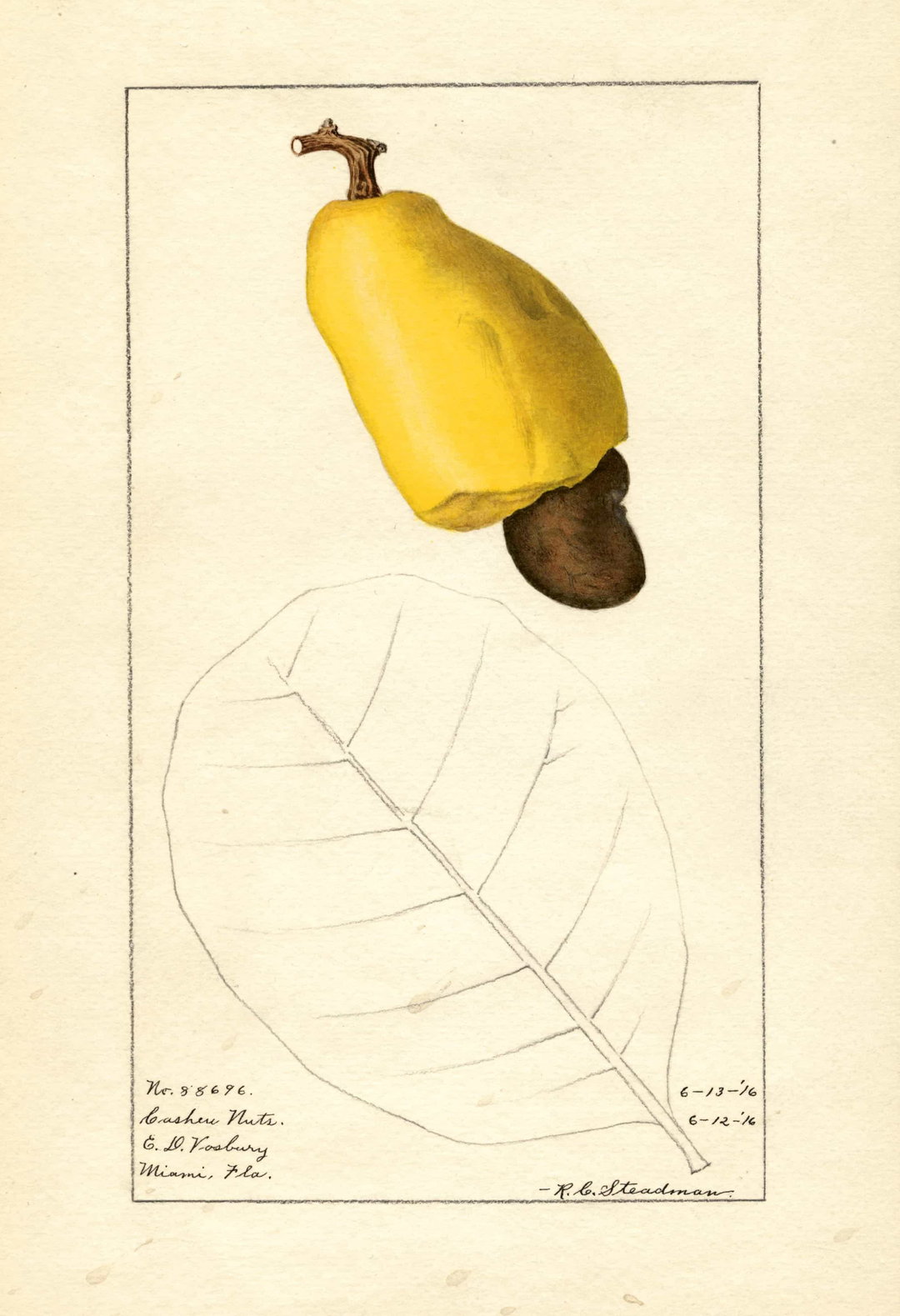 itsnicethat_An Illustrated Catalogue of American Fruits & Nuts_POM00000134-lowres.jpg