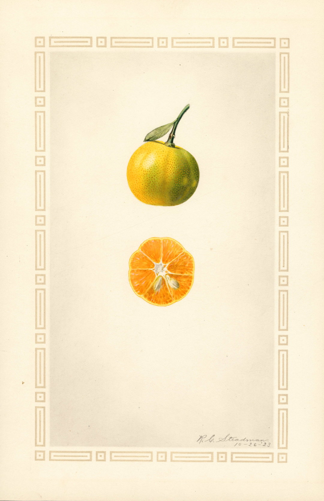 itsnicethat_An Illustrated Catalogue of American Fruits & Nuts_POM00000333-lowres.jpg
