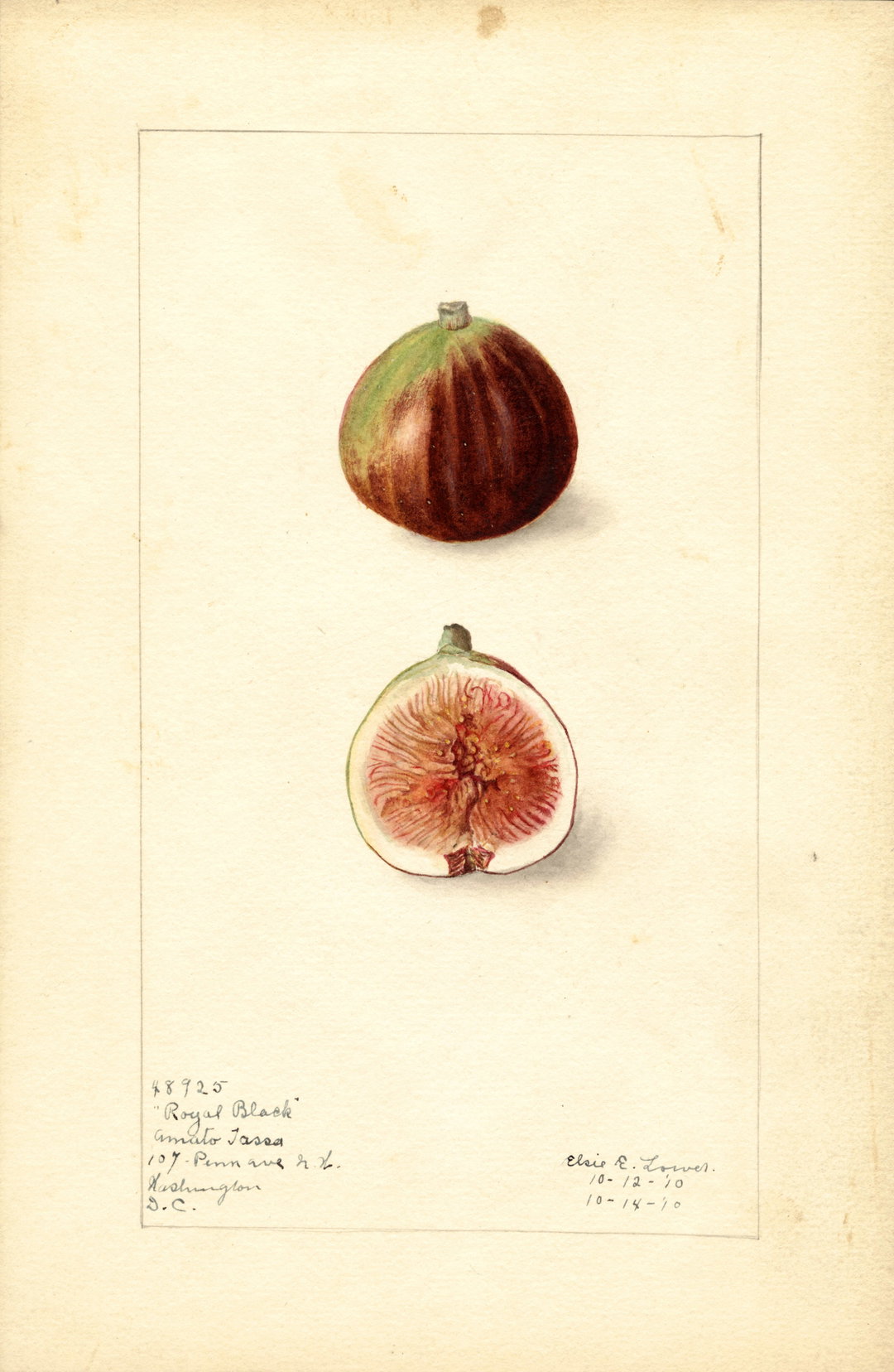itsnicethat_An Illustrated Catalogue of American Fruits & Nuts_POM00001045-lowres.jpg
