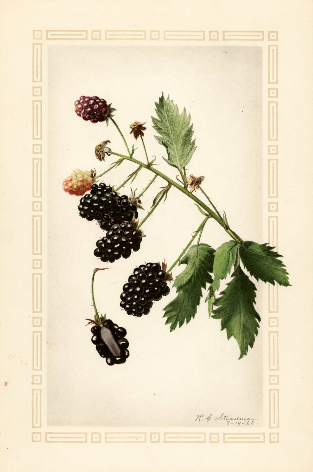 itsnicethat_An Illustrated Catalogue of American Fruits & Nuts_POM00001855-lowres.jpg