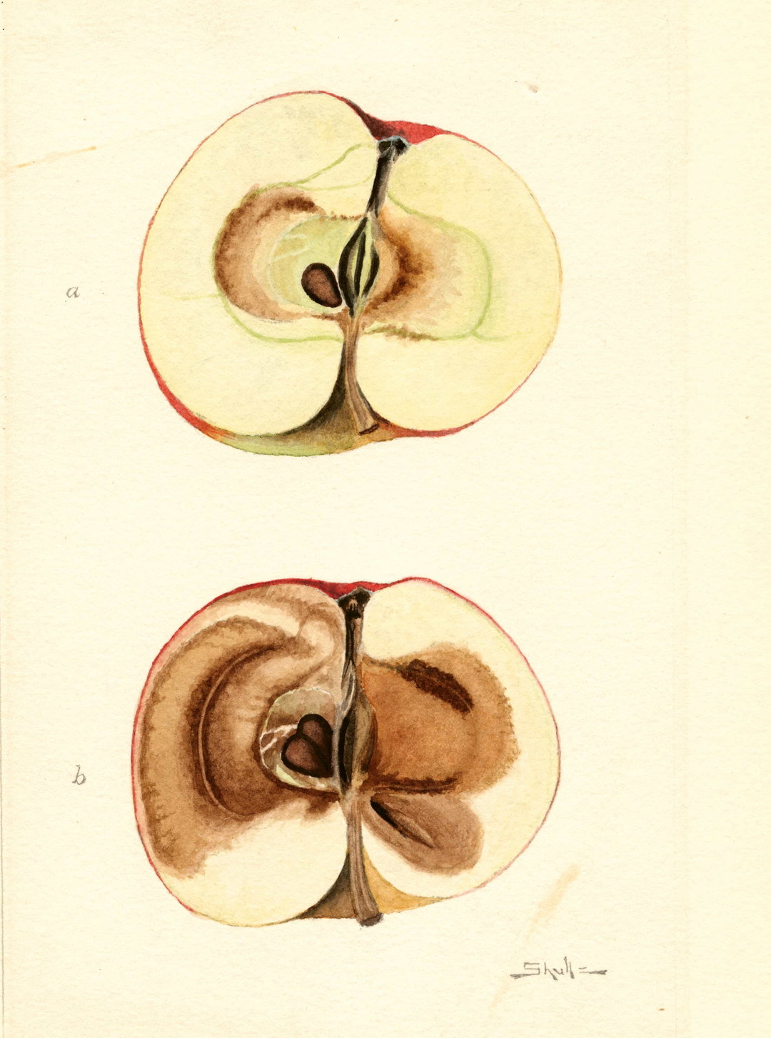 itsnicethat_An Illustrated Catalogue of American Fruits & Nuts_POM00002968-lowres.jpg