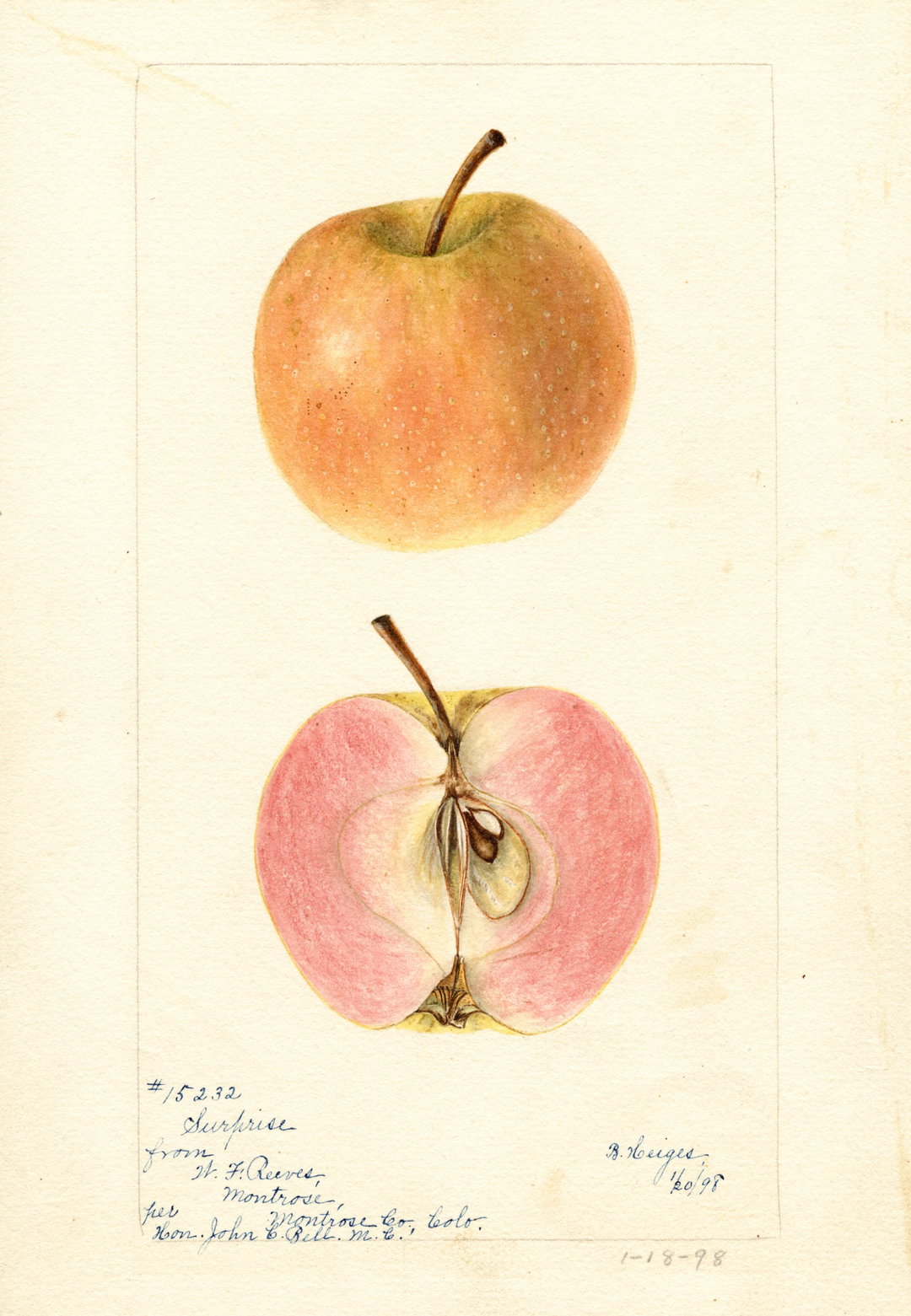 itsnicethat_An Illustrated Catalogue of American Fruits & Nuts_POM00003636-lowres.jpg