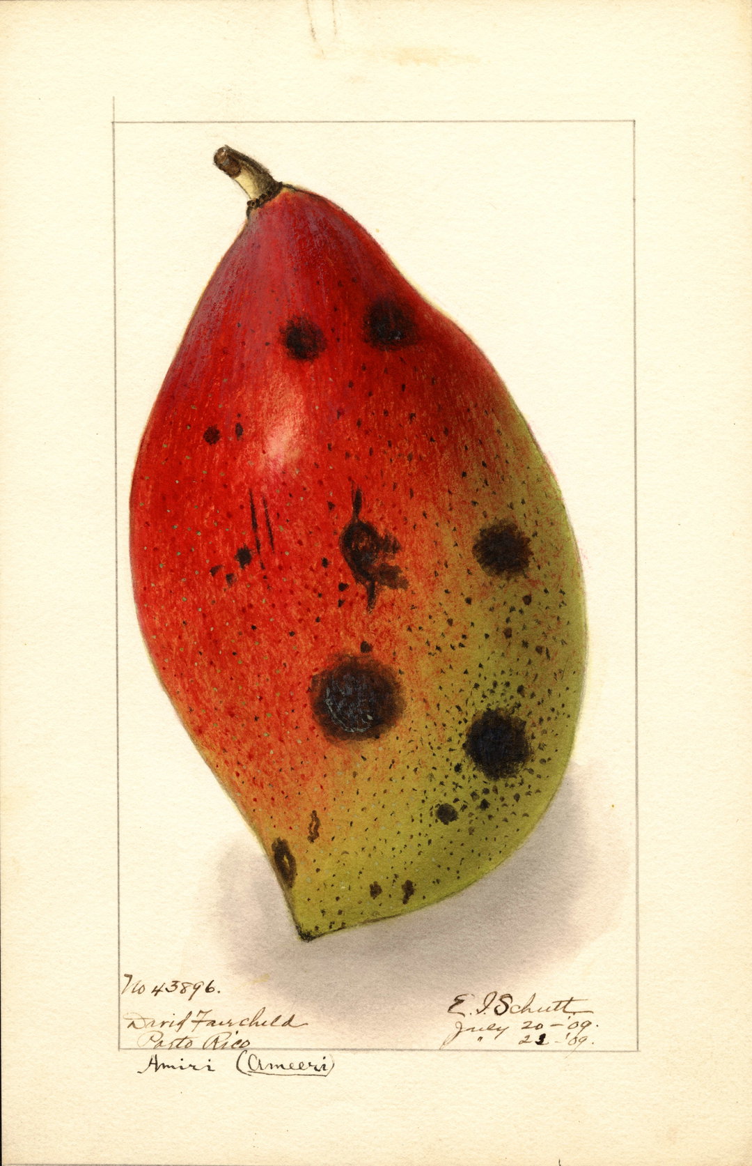 itsnicethat_An Illustrated Catalogue of American Fruits & Nuts_POM00004425-lowres.jpg