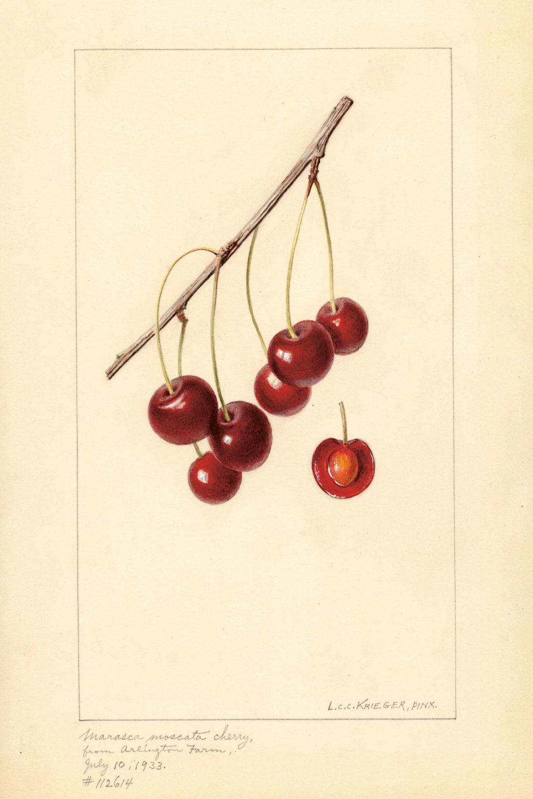 itsnicethat_An Illustrated Catalogue of American Fruits & Nuts_POM00004681-lowres.jpg