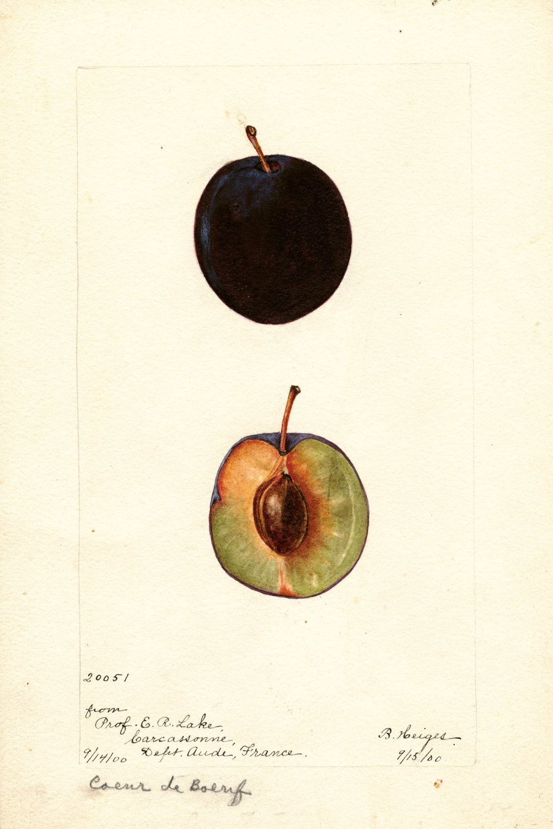 itsnicethat_An Illustrated Catalogue of American Fruits & Nuts_POM00004862-lowres.jpg