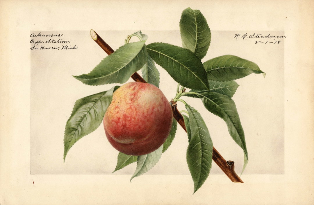 itsnicethat_An Illustrated Catalogue of American Fruits & Nuts_POM00004884-lowres.jpg