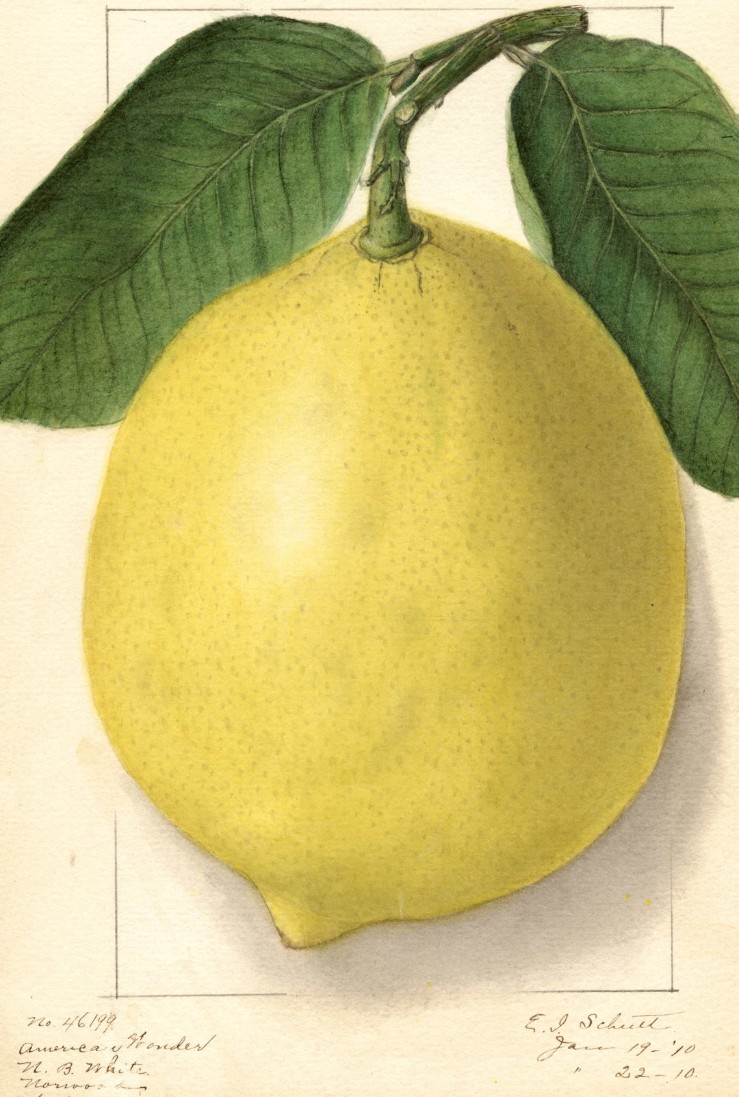 itsnicethat_An Illustrated Catalogue of American Fruits & Nuts_POM00006413-lowres.jpg