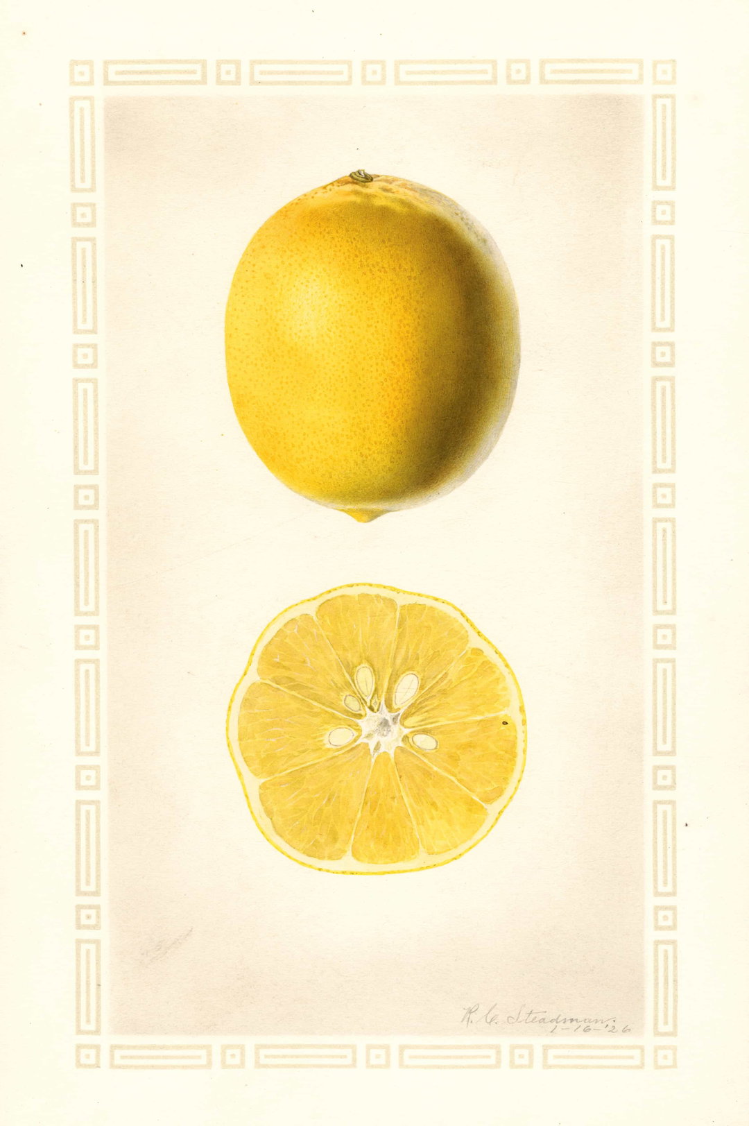 itsnicethat_An Illustrated Catalogue of American Fruits & Nuts_POM00006424-lowres.jpg