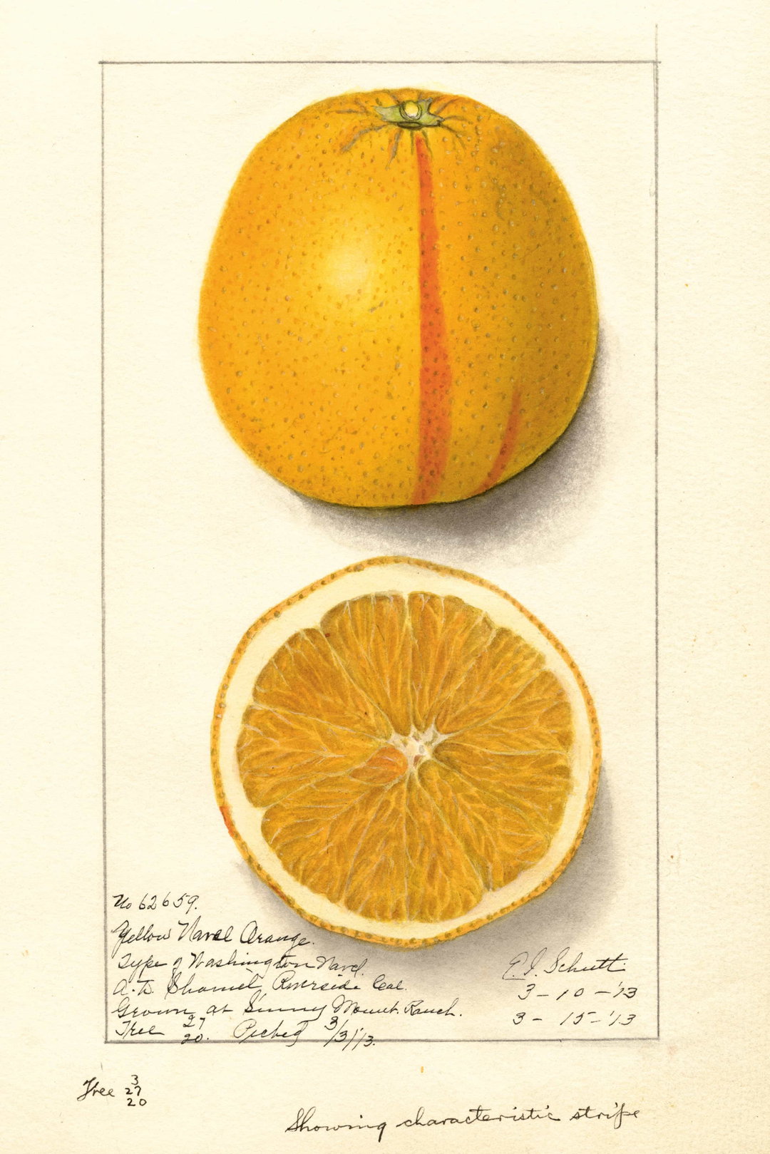 itsnicethat_An Illustrated Catalogue of American Fruits & Nuts_POM00006501-lowres.jpg
