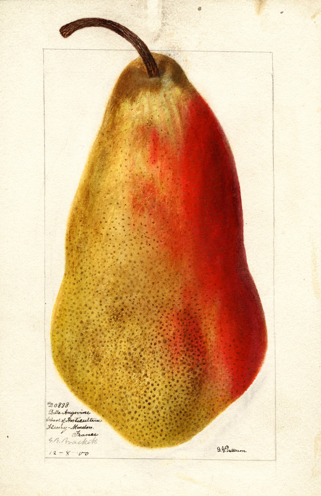 itsnicethat_An Illustrated Catalogue of American Fruits & Nuts_POM00006761-lowres.jpg