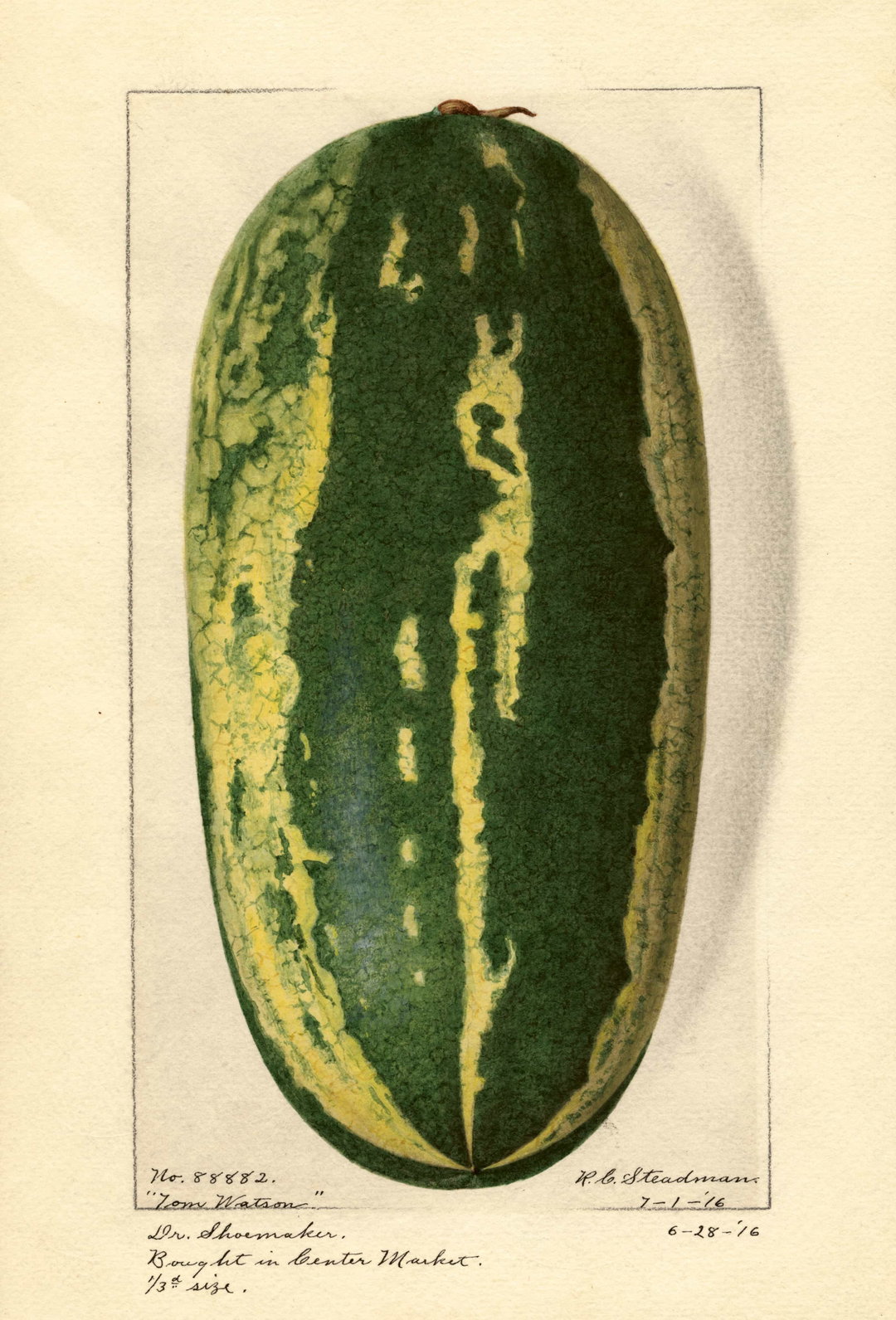 itsnicethat_An Illustrated Catalogue of American Fruits & Nuts_POM00007419-lowres.jpg