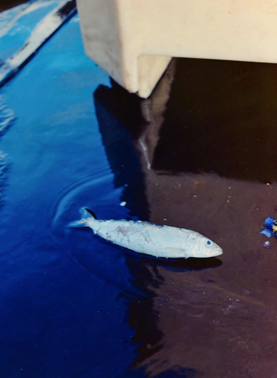 izzy-schreiber-from-the-sea-photography-itsnicethat-01.jpg