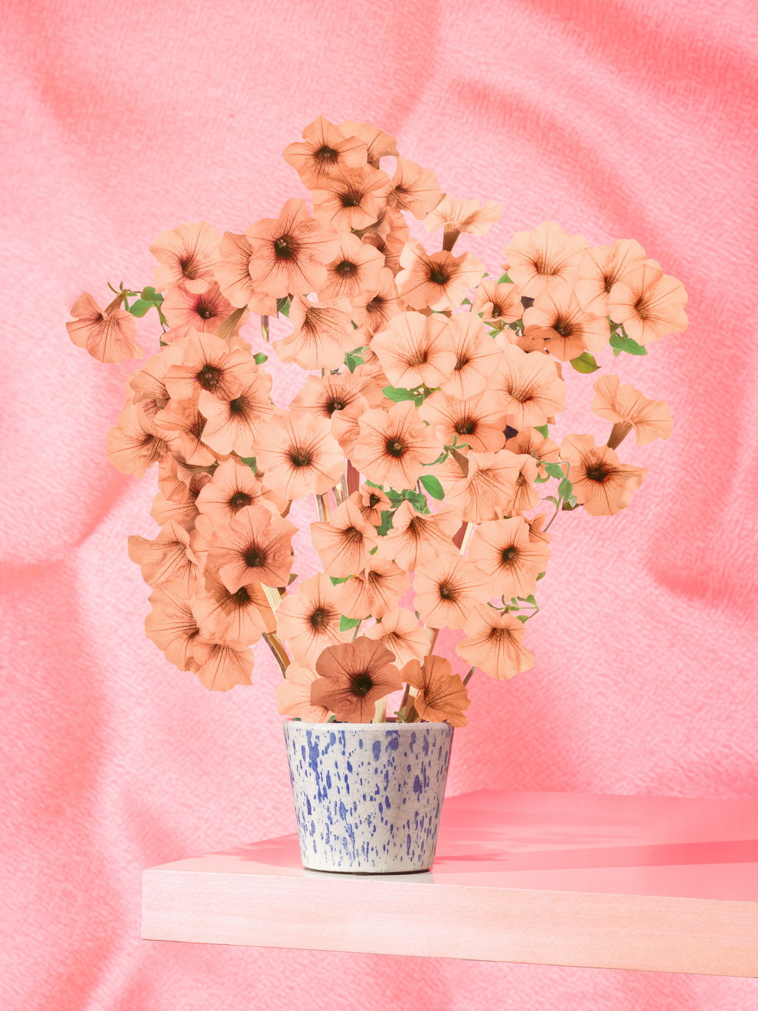 klaus-pichler-petunia-carnage-photography-itsnicethat-01.jpg