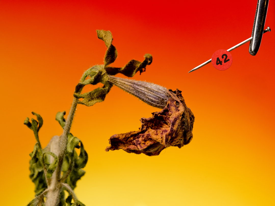 klaus-pichler-petunia-carnage-photography-itsnicethat-07.jpg
