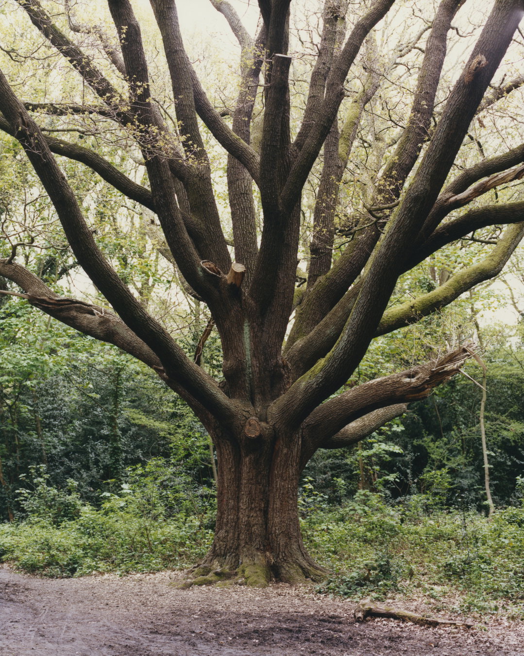 sirui-ma-little-things-mean-a-lot-pho-project-itsnicethat08