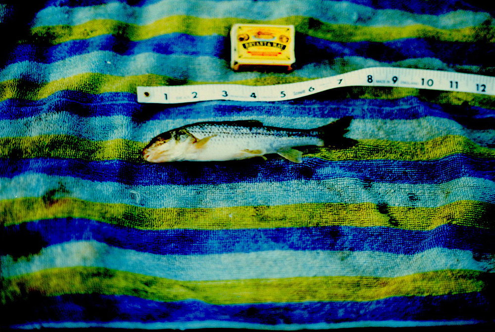 luke stephenson british record fish photography itsnicethat_GUDGEON -01.jpg
