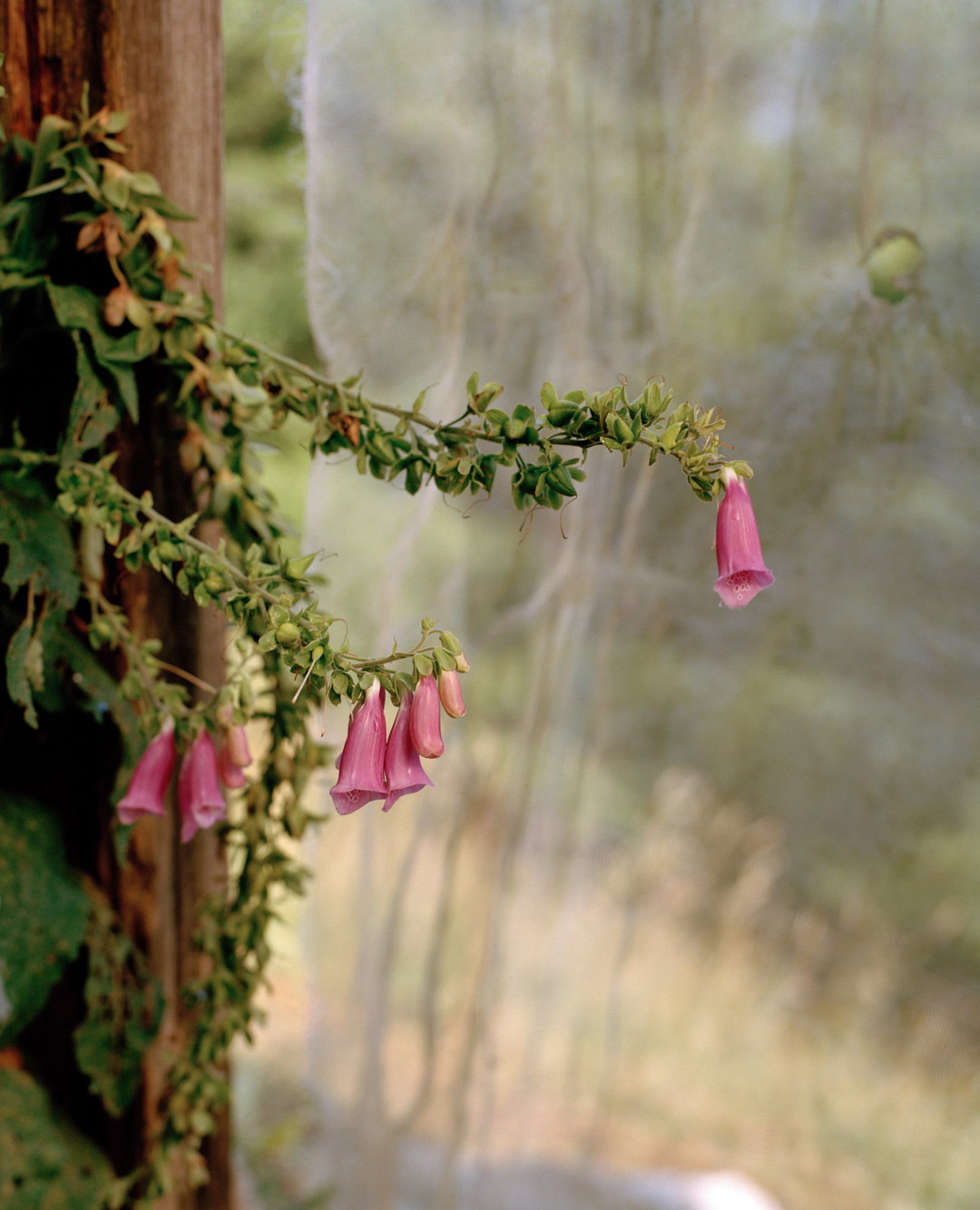 marco-kesseler-polytunnel-photography-itsnicethat-02.JPG