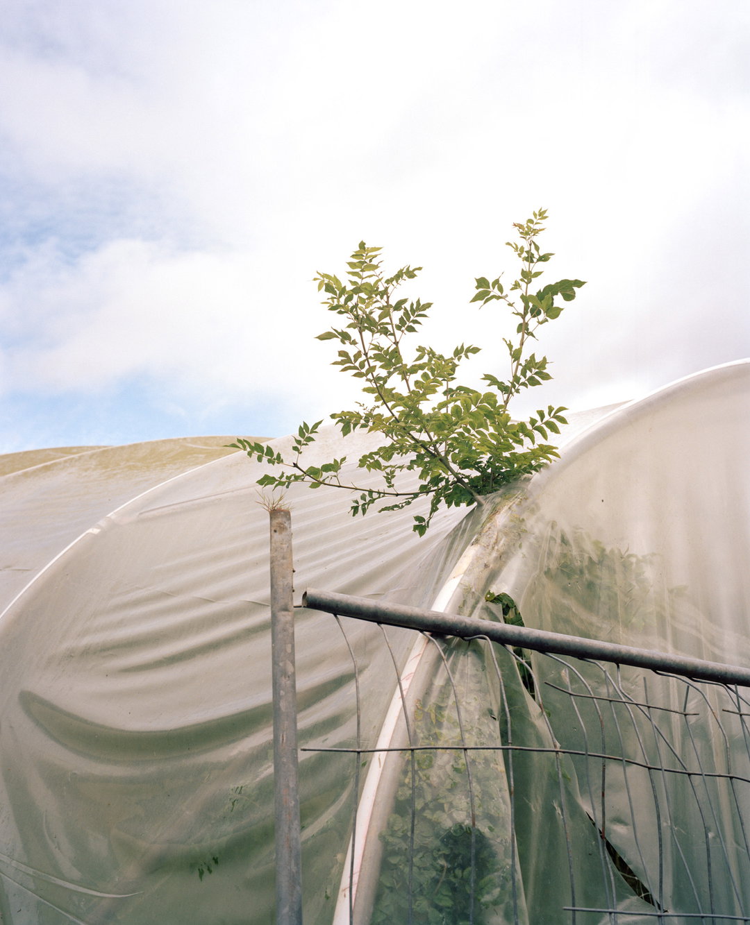 marco-kesseler-polytunnel-photography-itsnicethat-05.JPG