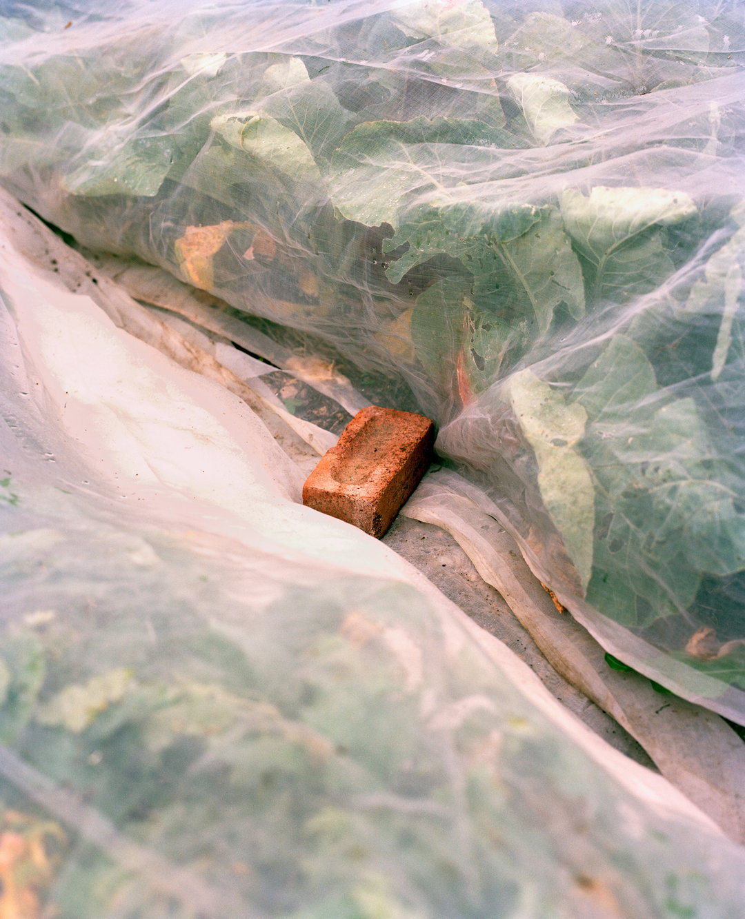 marco-kesseler-polytunnel-photography-itsnicethat-08.JPG