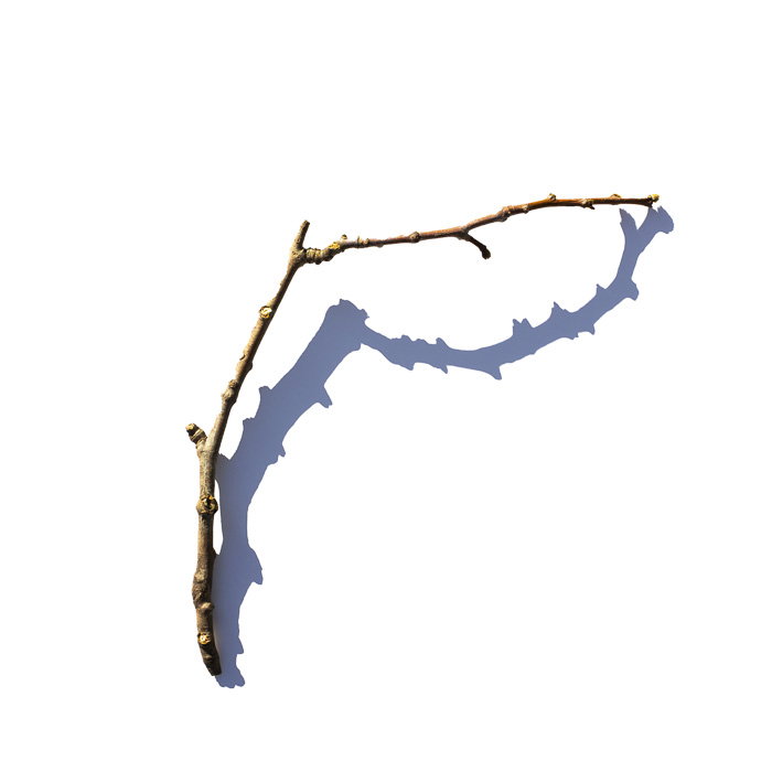 michelle-henning-pj-harvey-graphic-design-itsnicethat-016.jpg
