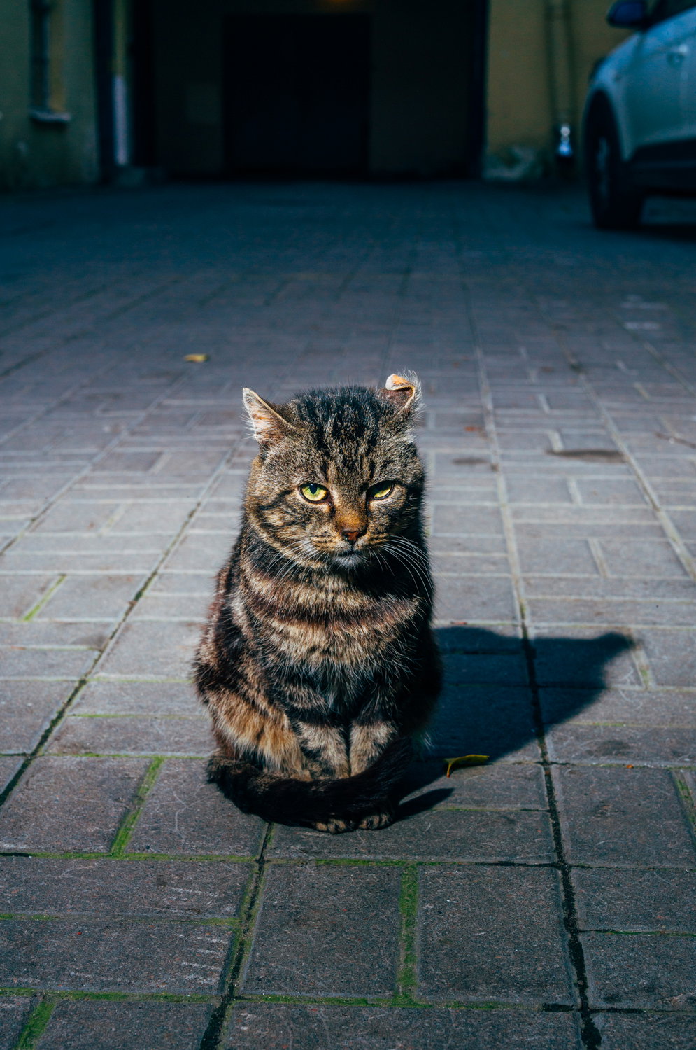 nikita-teryoshin-backyard-diaries-photography-itsnicethat-05.jpg