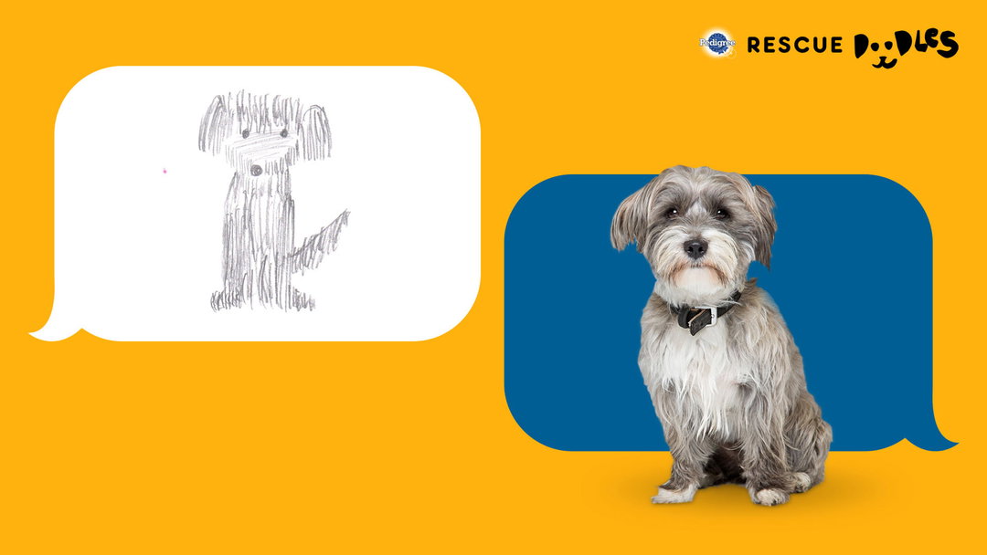 pedigree-rescue-doodles-digital-itsnicethat-01.jpg