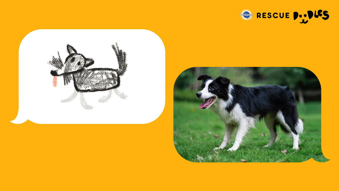 pedigree-rescue-doodles-digital-itsnicethat-03.jpg