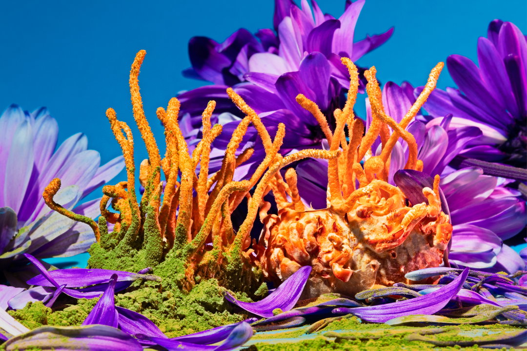 phyllis-ma-mushroom-and-friends-work-photography-itsnicethat-01.jpg